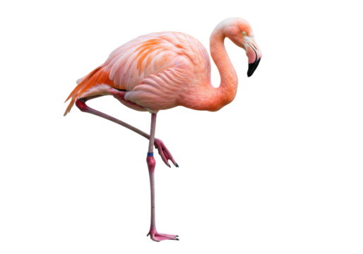 Pink flamingo standing on one leg isolated PNG, tropical bird with vibrant plumage on transparent background