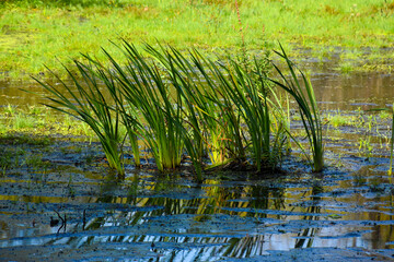 Tall grass growing up in the middle of a boggy area with reflection in the water