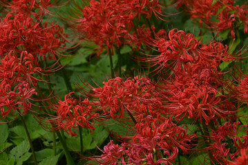 群生する彼岸花