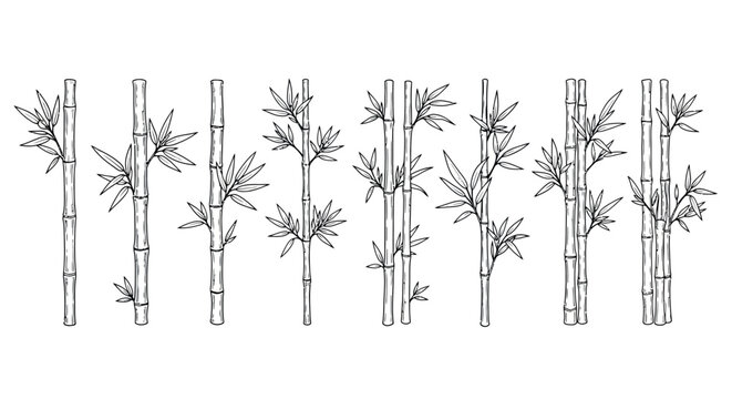 Collection of delicate hand-drawn bamboo stalks with lush green leaves in a naturalistic style vector