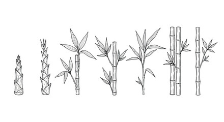 Growth stages of bamboo plants illustrated with detailed line art elements vector © Pias