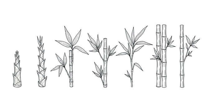 Growth stages of bamboo plants illustrated with detailed line art elements vector