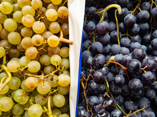 Close-up of seasonal autumn Italian grapes in two boxes, showing contrast between organic white and dark varieties. Focus on autumn harvest and bio quality.