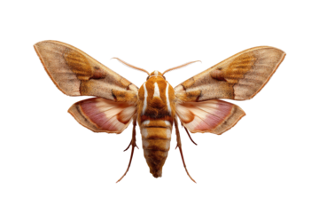 An elegant insect specimen with symmetrical wings, a furry body, and delicate features, isolated on black