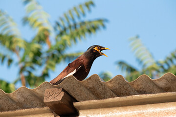 Common Mynah (Acridotheres tristis) myna bird with yellow beak and screams, perched on corrugated roof under bright blue sky. Blurred greenery in the background, symbol of urban wildlife and nature