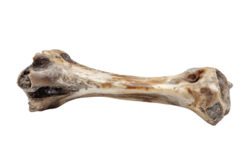 Isolated close-up view of a beige-toned animal bone on a stark black background