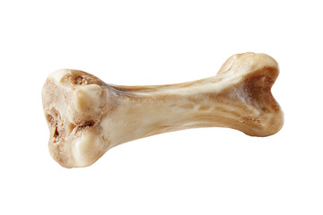 Fototapeta premium Isolated skeletal component featuring a cross-section, showcasing marrow & textured exterior