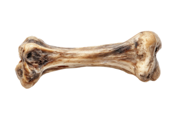 A close-up, isolated image shows a weathered bone with a central shaft and bulbous ends