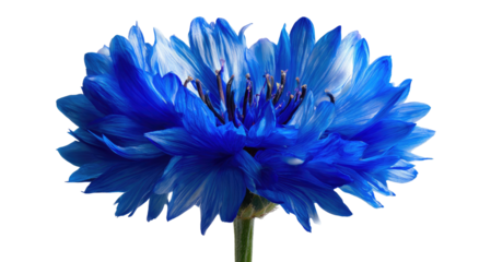 Close-up of a vibrant, fully bloomed flower in shades of sapphire and indigo against black