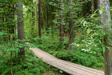 A wooden bridge in the forest. Human settlement of nature.