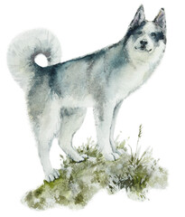 Husky dog. Grey, a full-length onthe grass. Watercolor hand drawn illustration