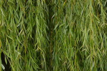 Close-up of a weeping willow tree with cascading green leaves.