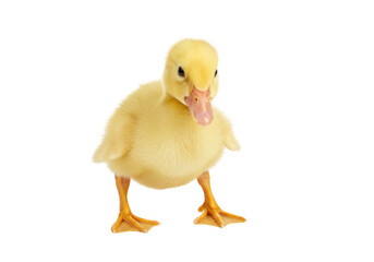 Adorable yellow duckling isolated on transparent background, cute baby bird in a standing pose for spring and Easter designs PNG