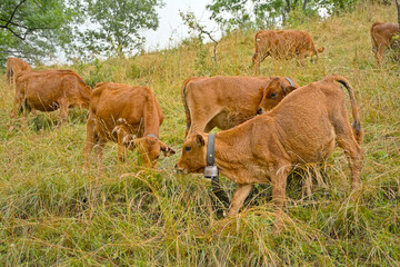 Herd of  brown alpine cows in a meadow in la Vanoise national park, france 