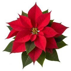 Vibrant Red Poinsettia Festive Holiday Flower