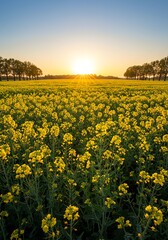 Obraz premium Bright Yellow Flower Field at Sunset with Clear Sky and Trees in the Distance