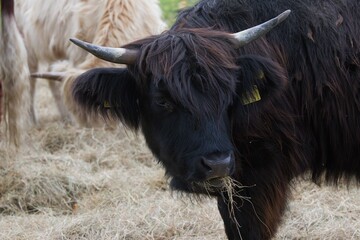 Close up of a brown highland cow eating grass