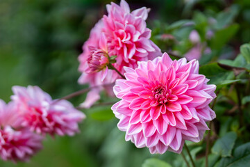 Obraz premium Close up of a single big pink flower of the dahlia cultivar 'Otto’s thrill’. Pink dinner plate dahlia ‘Otto’s Thrill’ in flower. 