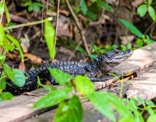 Fototapeta premium Young alligator in lush forest