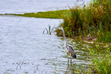 Great Blue Heron, on a lake on a rainy autumn day