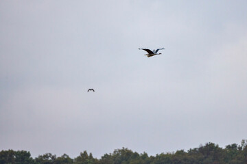 Great Blue Heron flying over a lake on a rainy autumn day