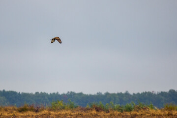 hawk in flight on a rainy autumn day