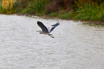 Great Blue Heron flying over a lake on a rainy autumn day