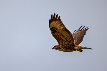 hawk in flight on a rainy autumn day