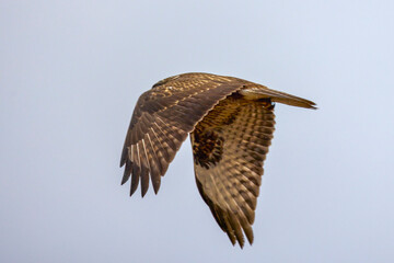 hawk in flight on a rainy autumn day