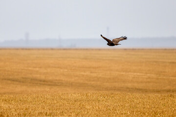 hawk in flight on a rainy autumn day