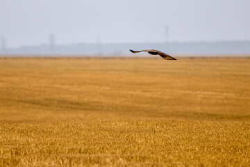 hawk in flight on a rainy autumn day