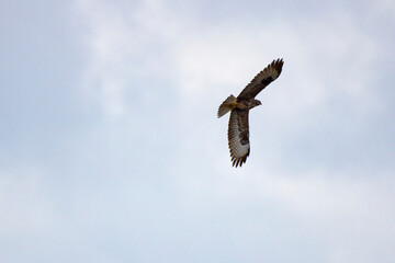 hawk in flight on a rainy autumn day