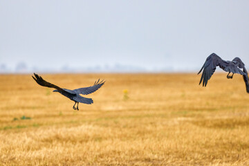crows flying over an agricultural field © czamfir