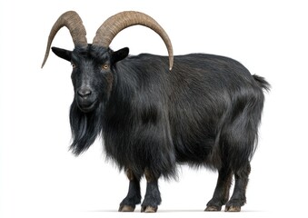 Fototapeta premium Black goat with large horns against white