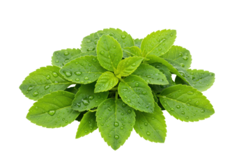 Isolated fresh stevia plant with water drops, healthy natural sweetener, aromatic herb