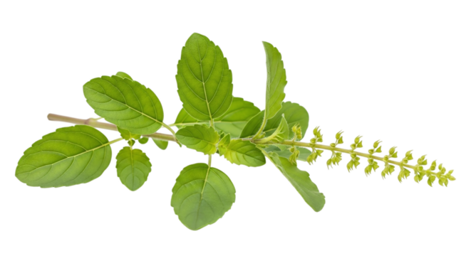 Holy Basil Tulsi Plant Fresh Green Ayurvedic Herb