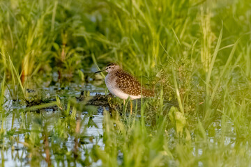 Fototapeta premium Wood Sandpipers Searching For Food