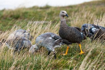 Upland Goose, Chloephaga picta, Tierra del Fuego National Park, Patagonia, Argentina.