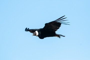 Andean Condor ,Torres del Paine National Park, Patagonia, Chile.