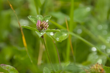 Closeup of a mammoth red clover flower, selective focus on green bokeh background - Trifolium pratense