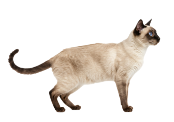 Isolated Siamese cat standing, full body view in profile, cute pet animal looking ahead