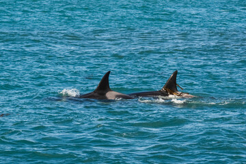 Fototapeta premium Killer Whale, Orca, hunting a sea lion pup, Peninsula Valdes, Patagonia Argentina