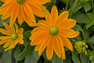 Young orange blackeyed susan flowers, selective focus on a green heart and background 