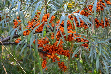 Sea Buckthorn Berries on a Branch Close-up of Orange Fruits