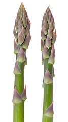 Close up two fresh asparagus shoots isolated on white background
