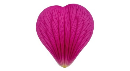 Detailed magenta flower petal on white background beautiful vibrant color