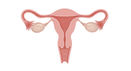 Female Reproductive System Anatomy Diagram Vector Illustration Health