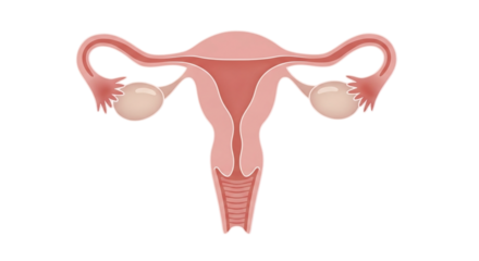 Female Reproductive System Anatomy Diagram Vector Illustration Health