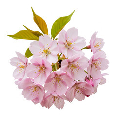 Closeup of delicate pink cherry blossom flowers in full bloom isolated on white