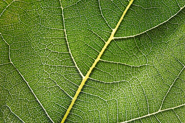 green leaf macro, leaf ultra macro, close up of a structure of a leaf, green chlorophyll